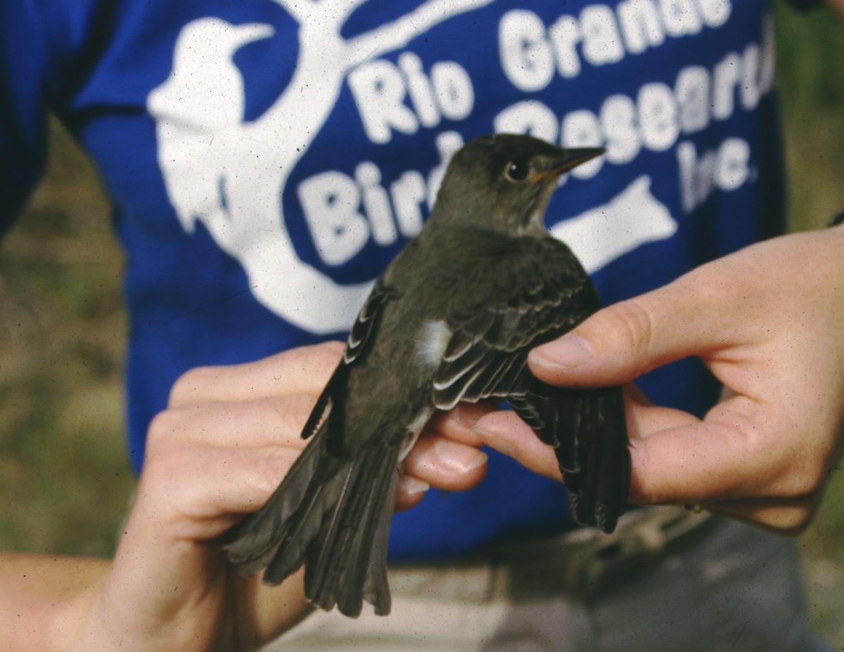 Olive-sided Flycatcher - ML243998491