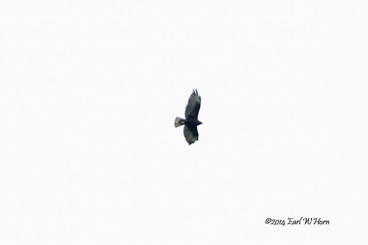 Short-tailed Hawk - ML24399861