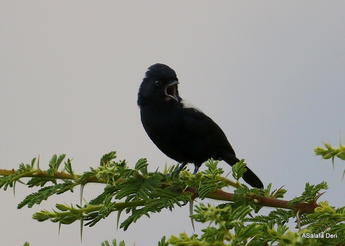 White-backed Black-Tit - ML244002651