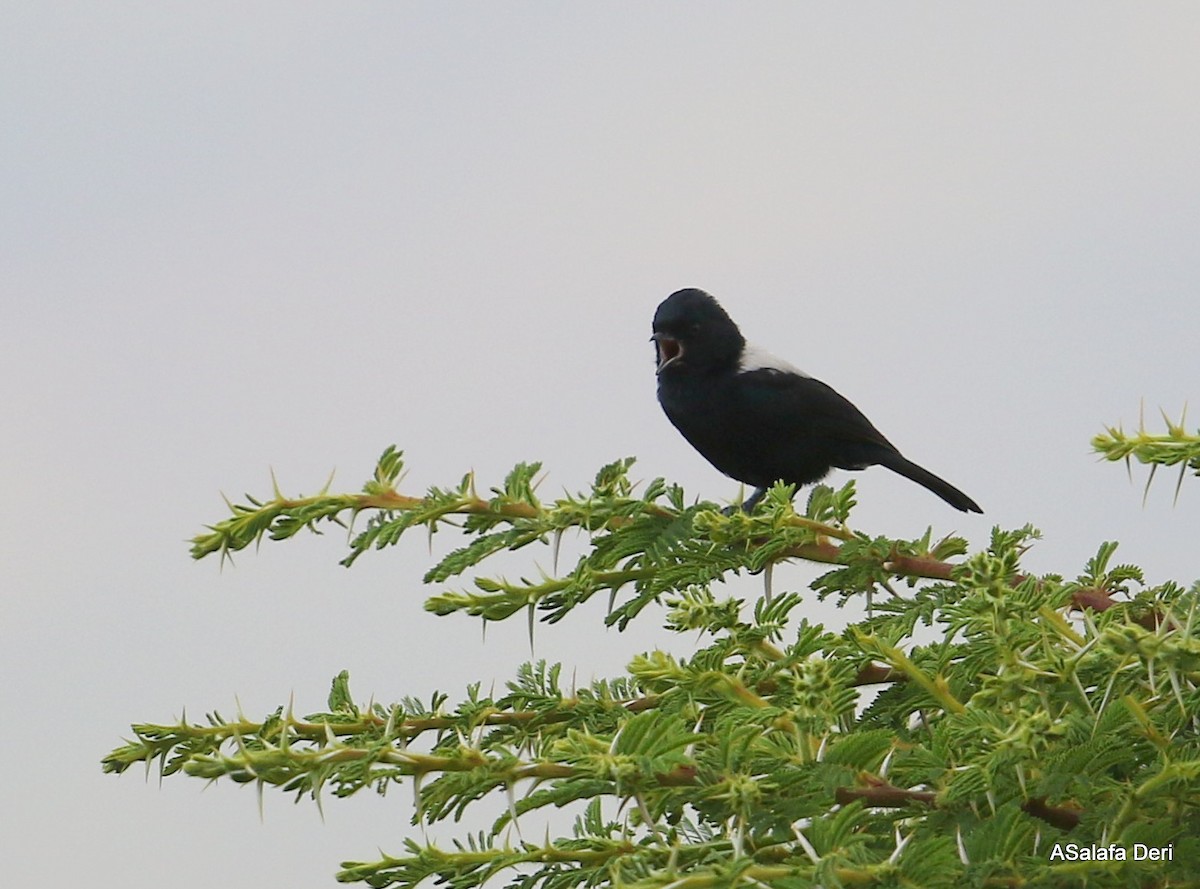 White-backed Black-Tit - ML244002671