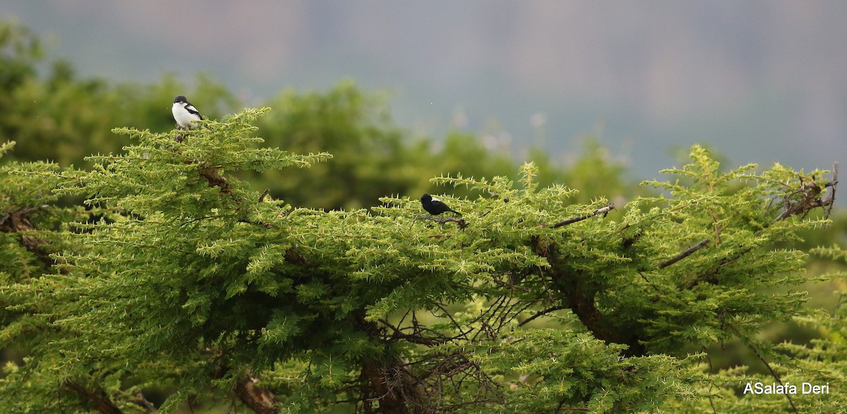 White-backed Black-Tit - ML244002731