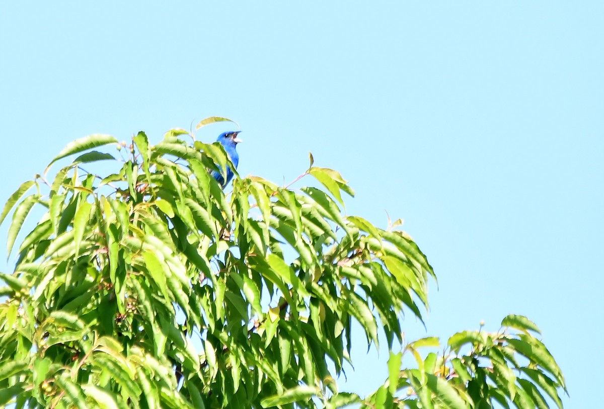 Indigo Bunting - ML244003321