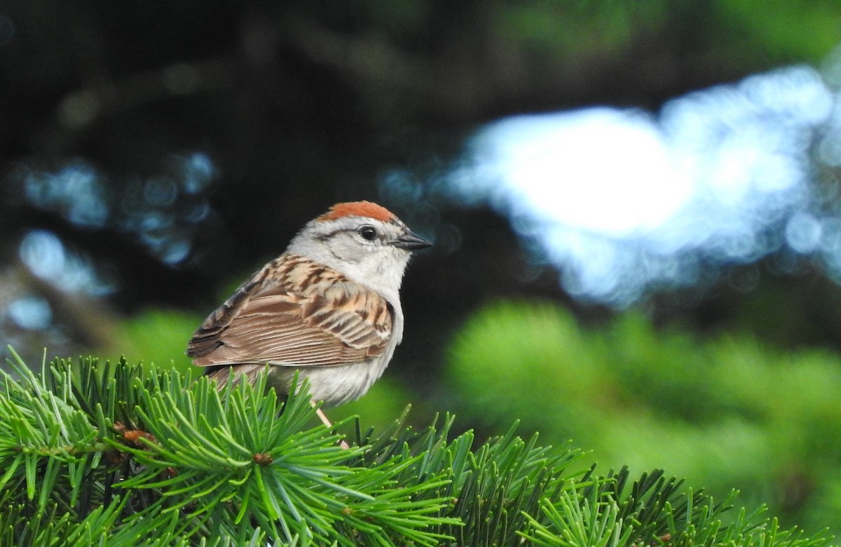 Chipping Sparrow - Cole Gaerber