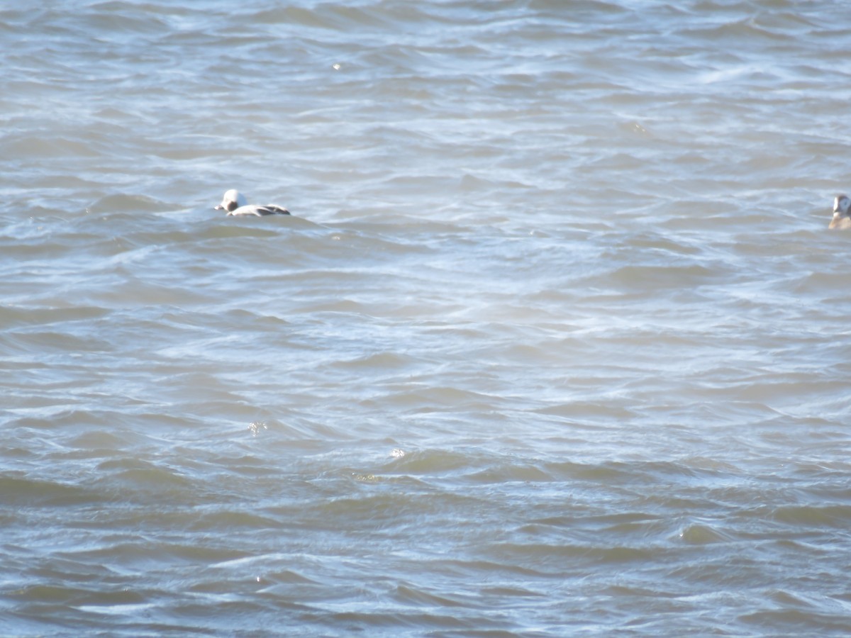 Long-tailed Duck - ML24400381