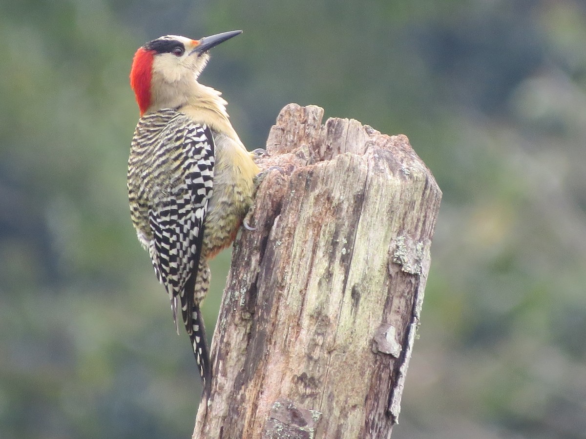 West Indian Woodpecker - Frances Toler