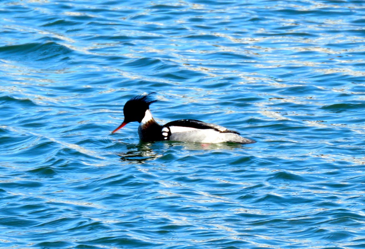 Red-breasted Merganser - ML24400431