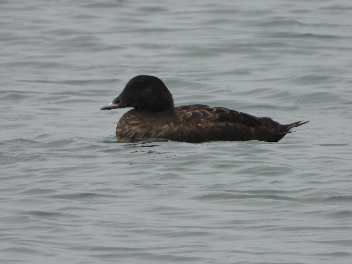 White-winged Scoter - ML244004671