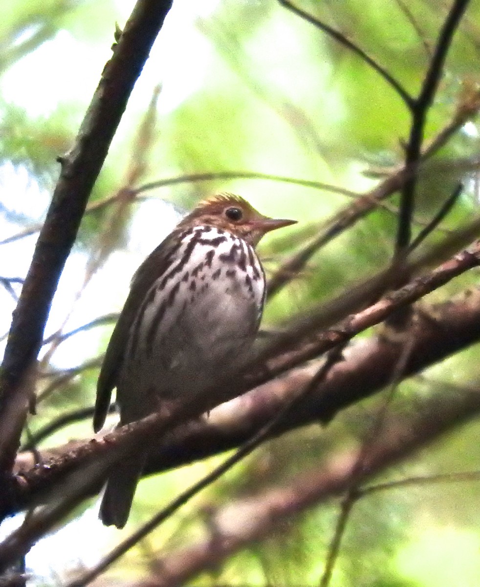 Ovenbird - Cole Gaerber