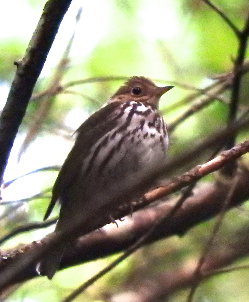 Ovenbird - Cole Gaerber