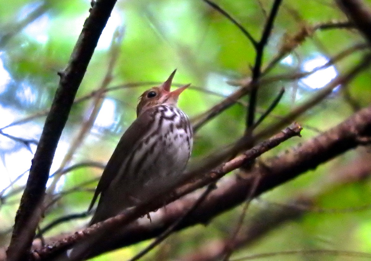 Ovenbird - Cole Gaerber