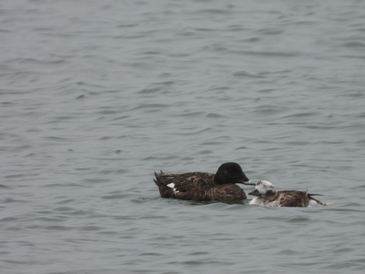 White-winged Scoter - ML244005471