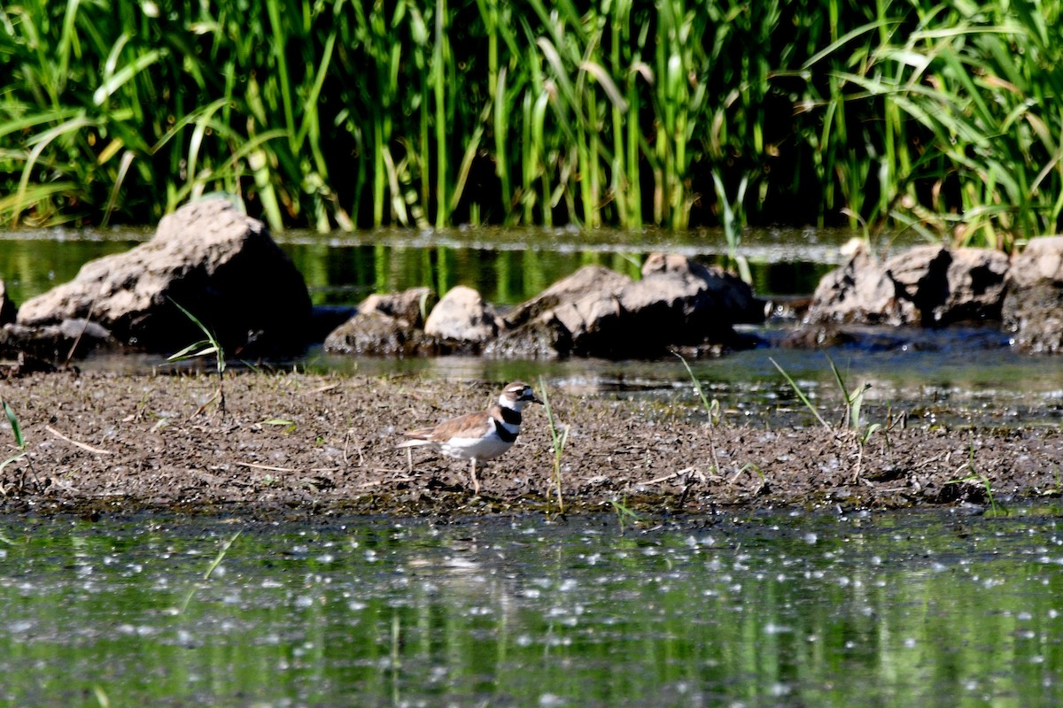 Killdeer - ML244006661