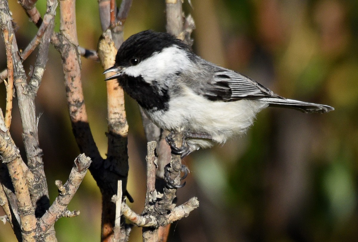 Black-capped Chickadee - ML244006761