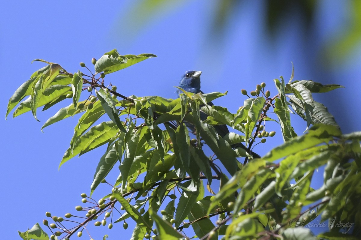 Indigo Bunting - ML244009721