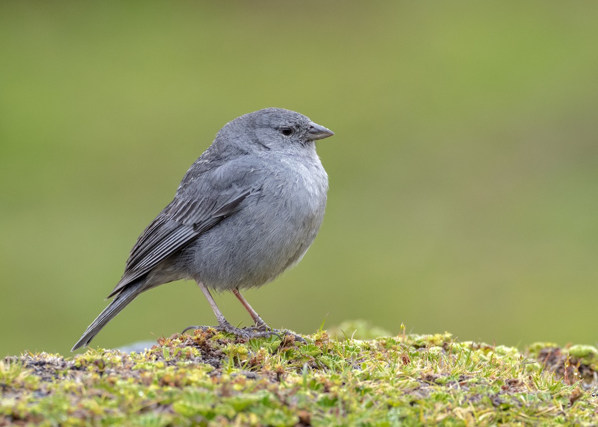 Plumbeous Sierra Finch - Andres Vasquez Noboa