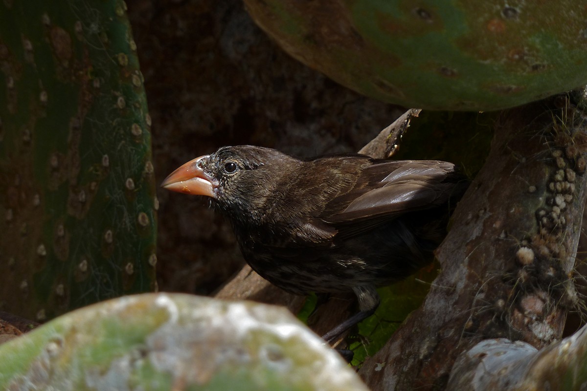 Genovesa Cactus-Finch - Andres Vasquez Noboa