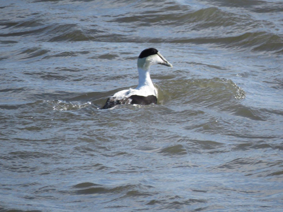 Common Eider - ML24401201