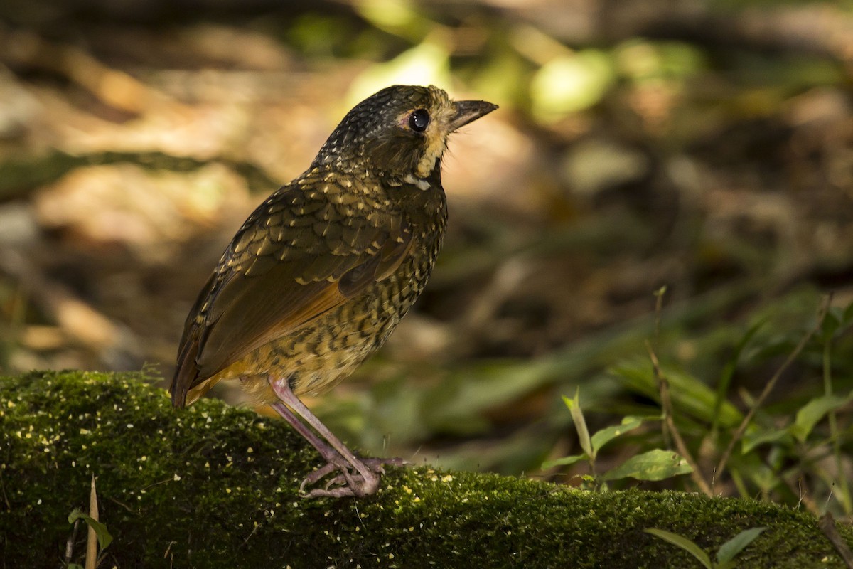 Variegated Antpitta - ML244012191