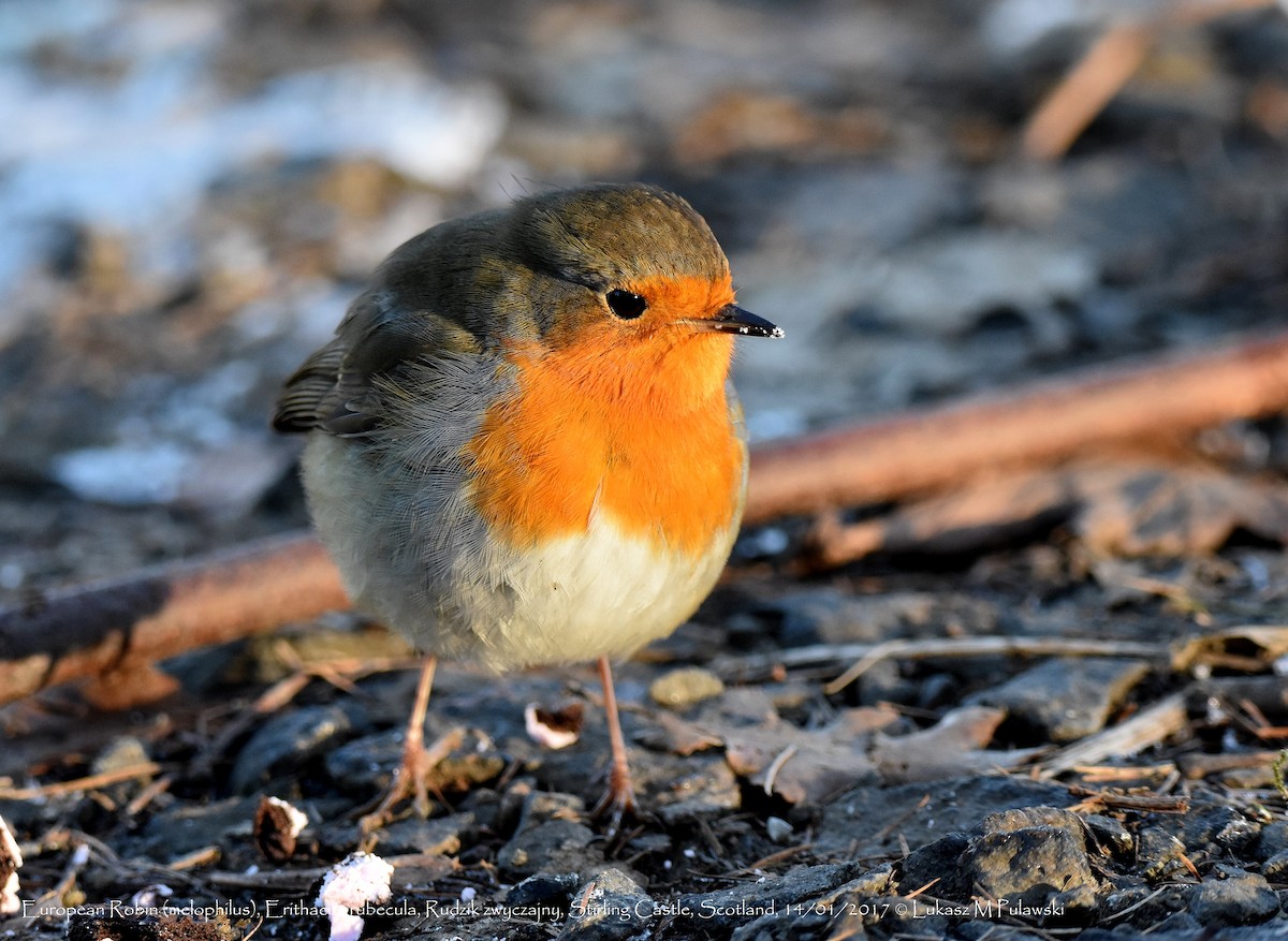 European Robin - Lukasz Pulawski