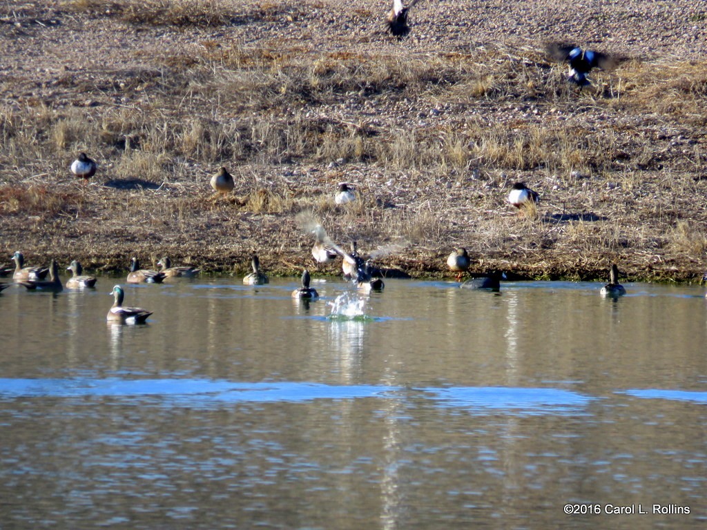 American Wigeon - ML24401571