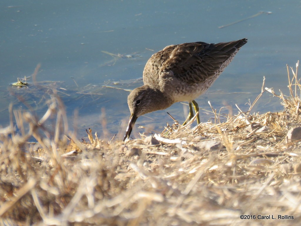 Greater Yellowlegs - ML24401611