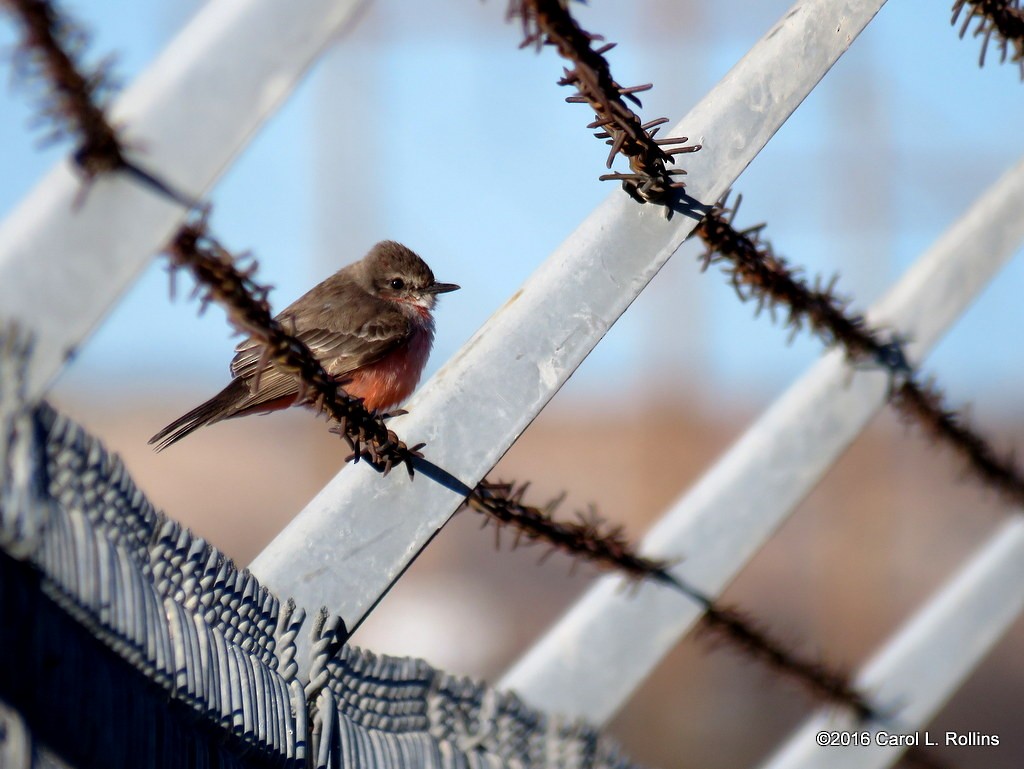 Vermilion Flycatcher - ML24401641