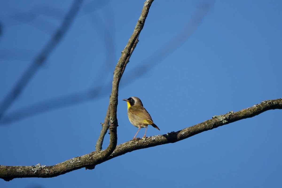 Common Yellowthroat - Roger smith