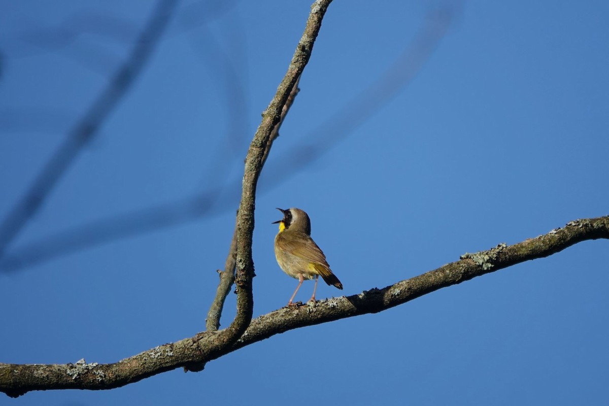 Common Yellowthroat - ML244017401