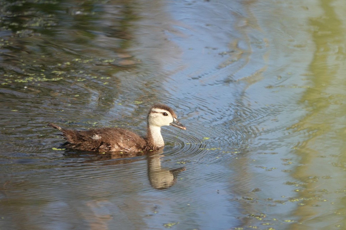 Wood Duck - ML244017571