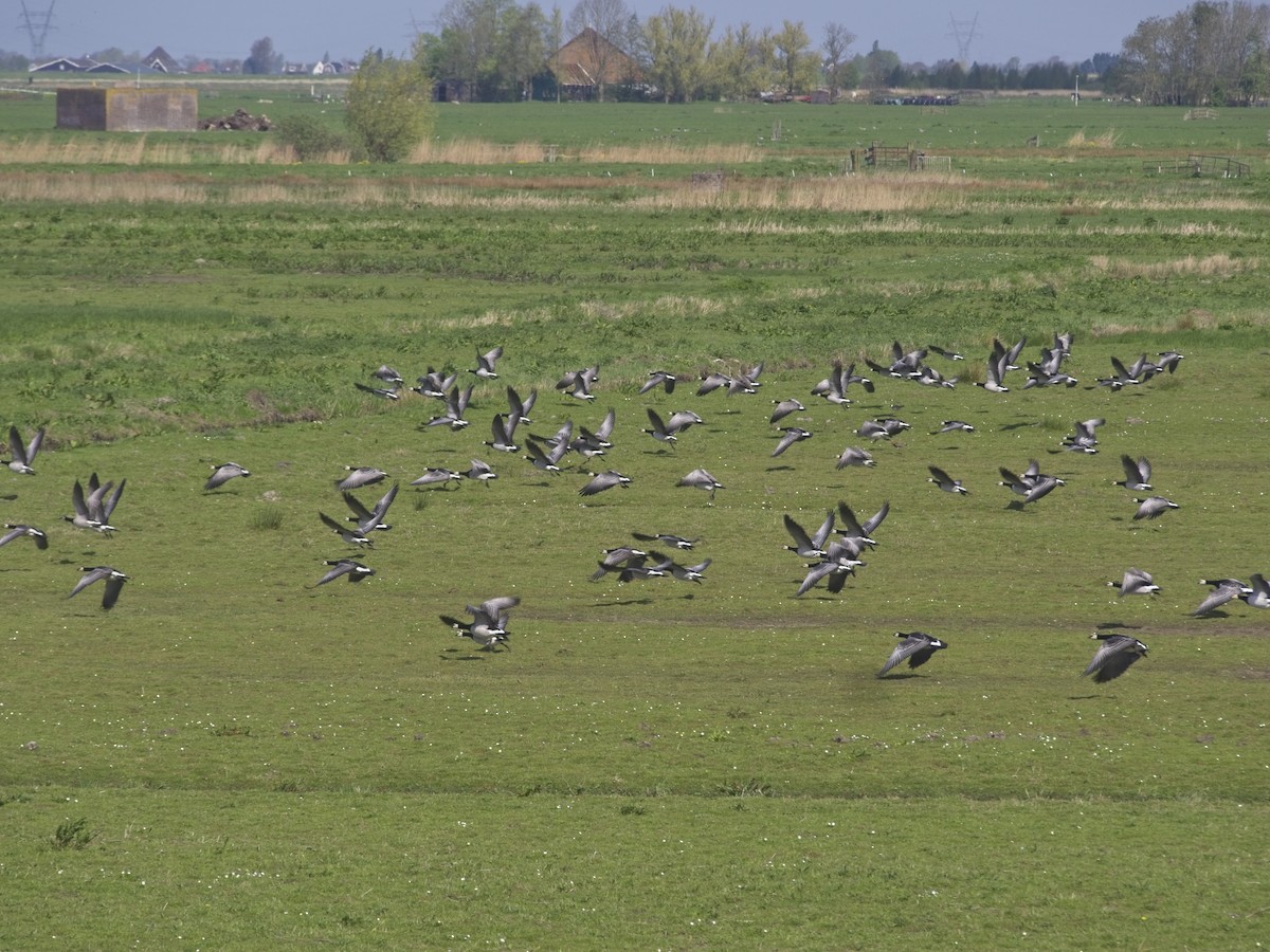 Barnacle Goose - ML244017671
