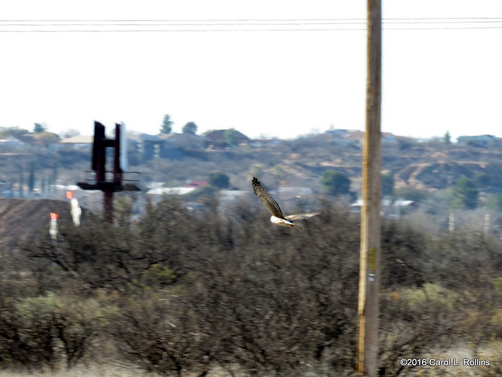 Northern Harrier - ML24401801