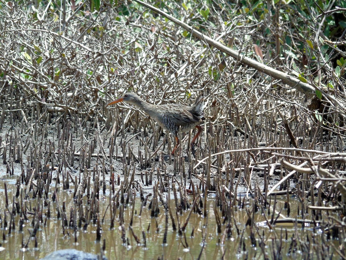 Mangrove Rail - ML244018441