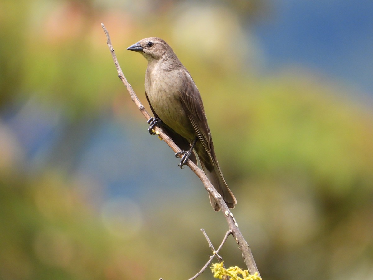 Shiny Cowbird - ML244018481