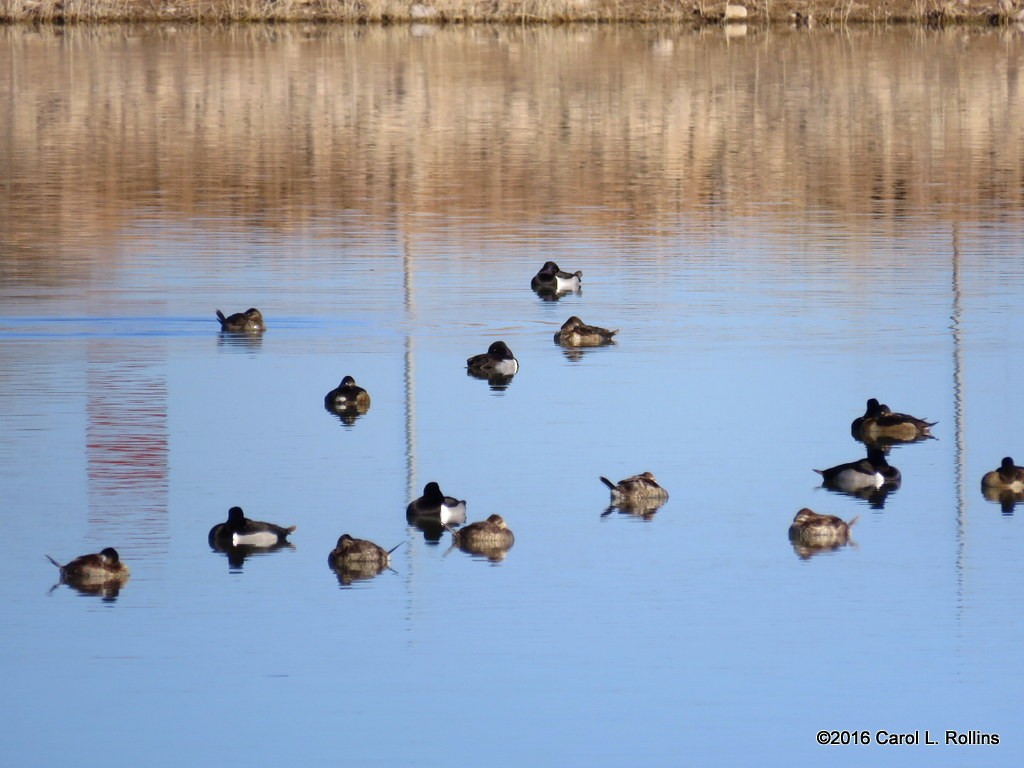 Ruddy Duck - ML24401851