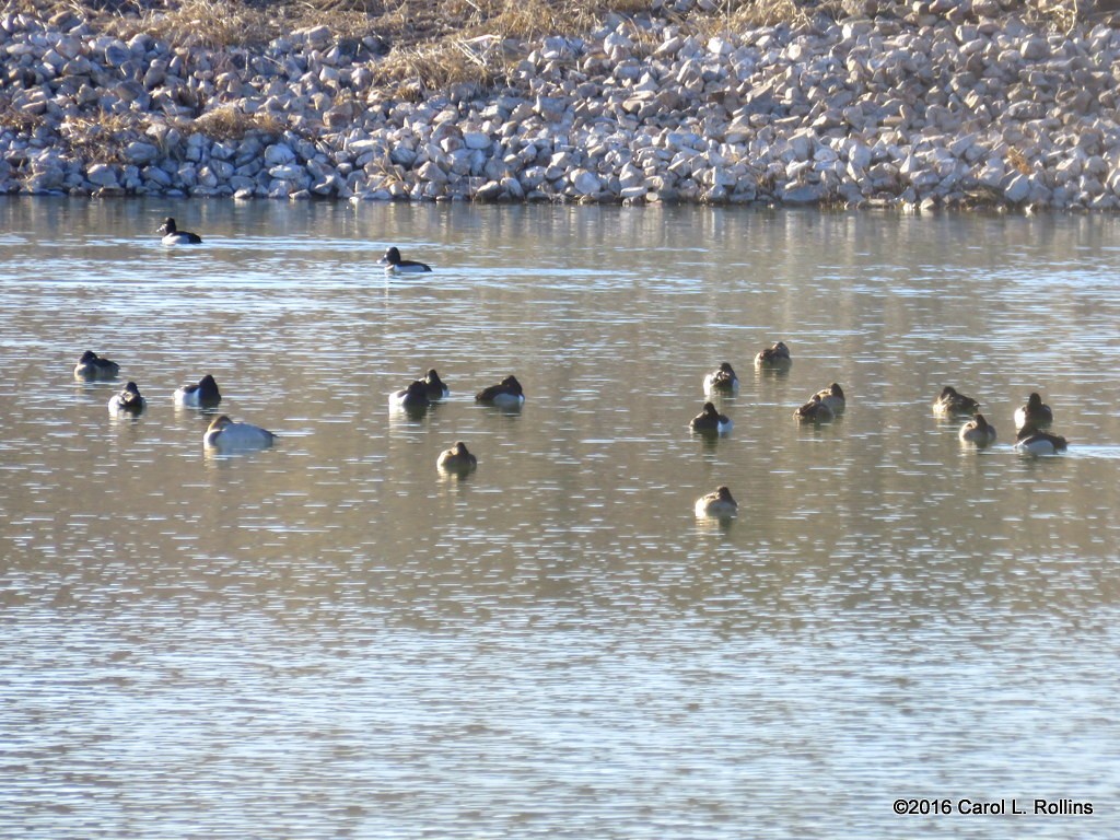 Ring-necked Duck - ML24401921