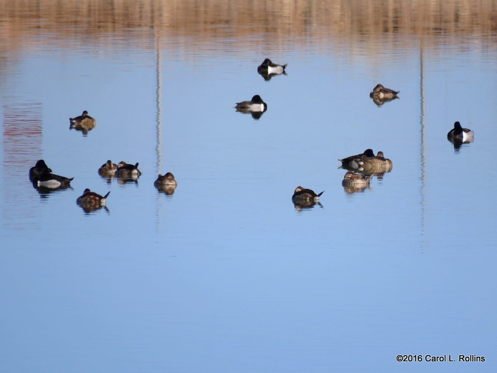 Ring-necked Duck - ML24401931