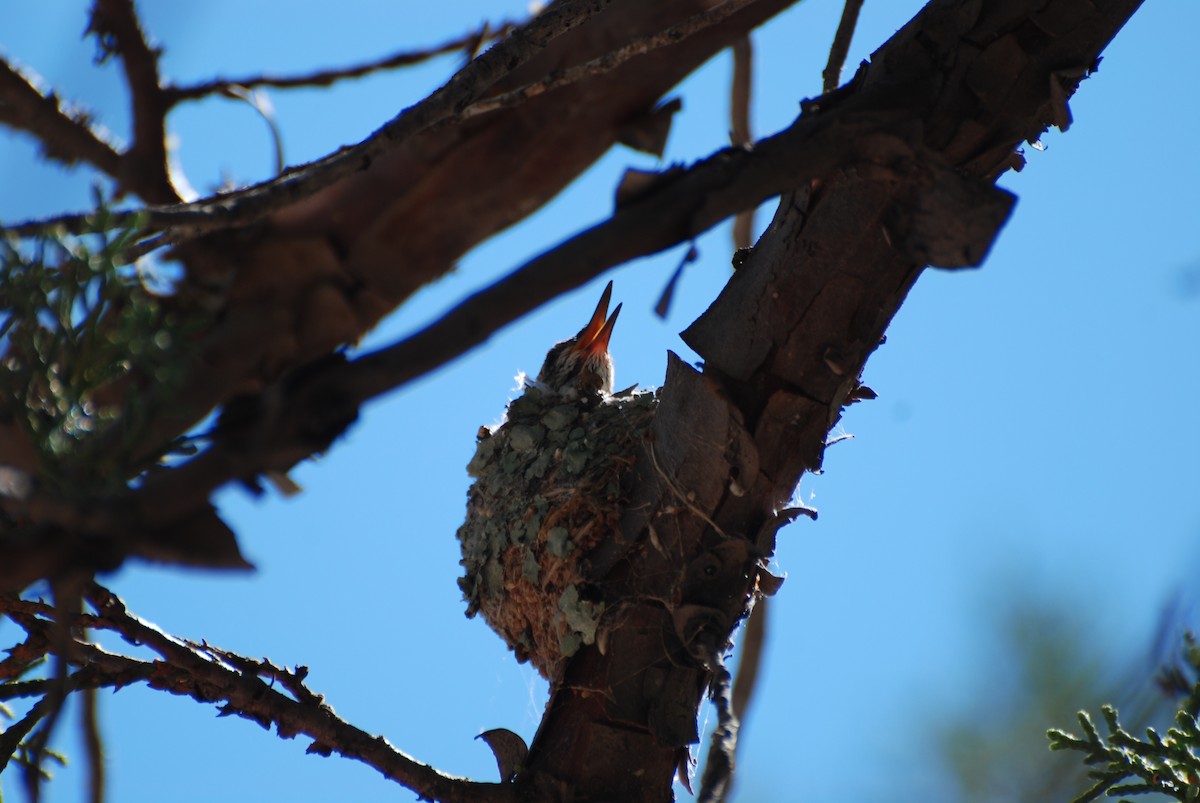 Black-chinned Hummingbird - ML244019501