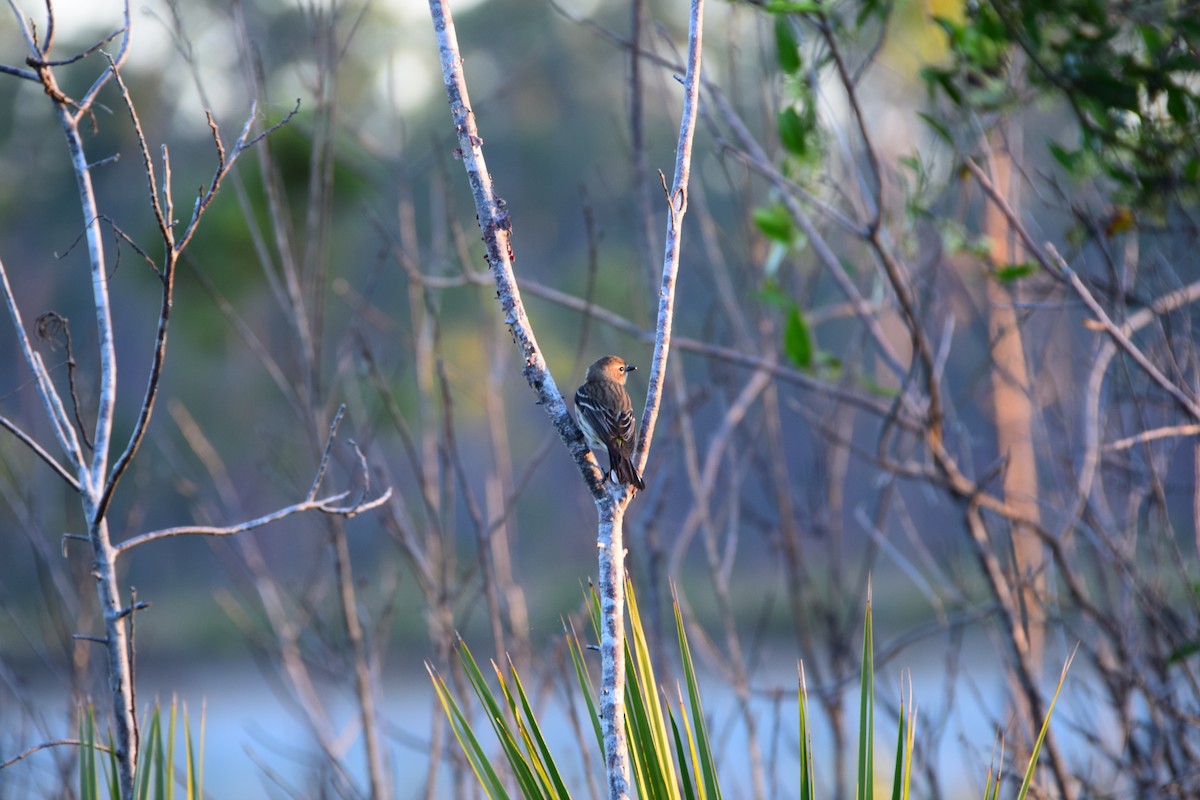 Yellow-rumped Warbler - John Wightman