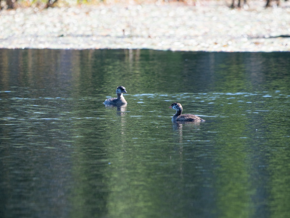 Pied-billed Grebe - ML244020351