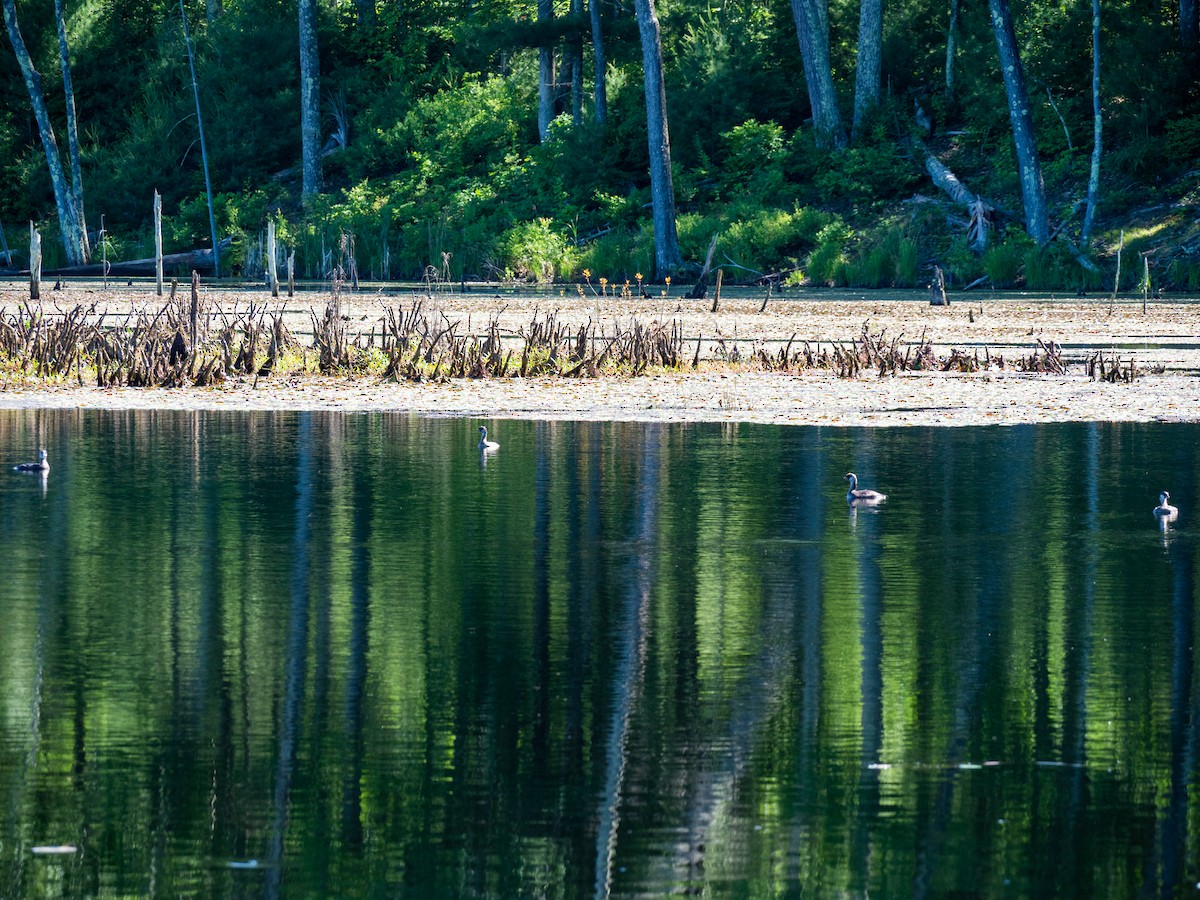 Pied-billed Grebe - ML244020401