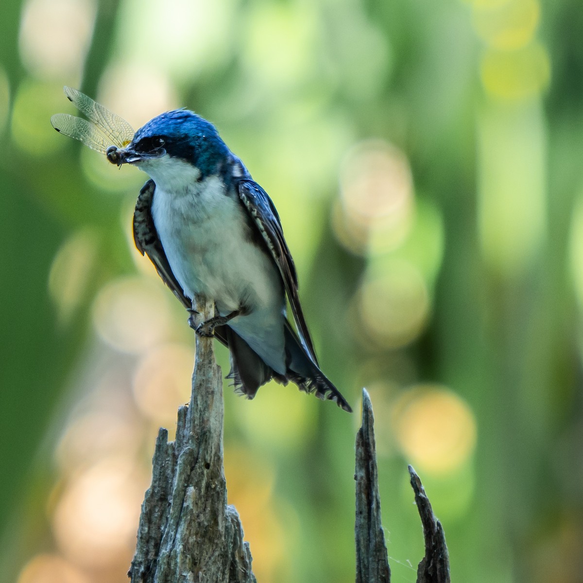 Tree Swallow - ML244020421