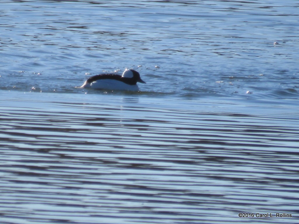 Bufflehead - ML24402101