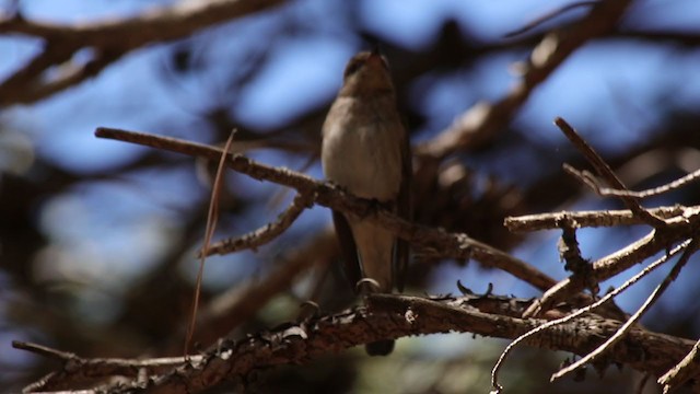 Spotted Flycatcher - ML244021111