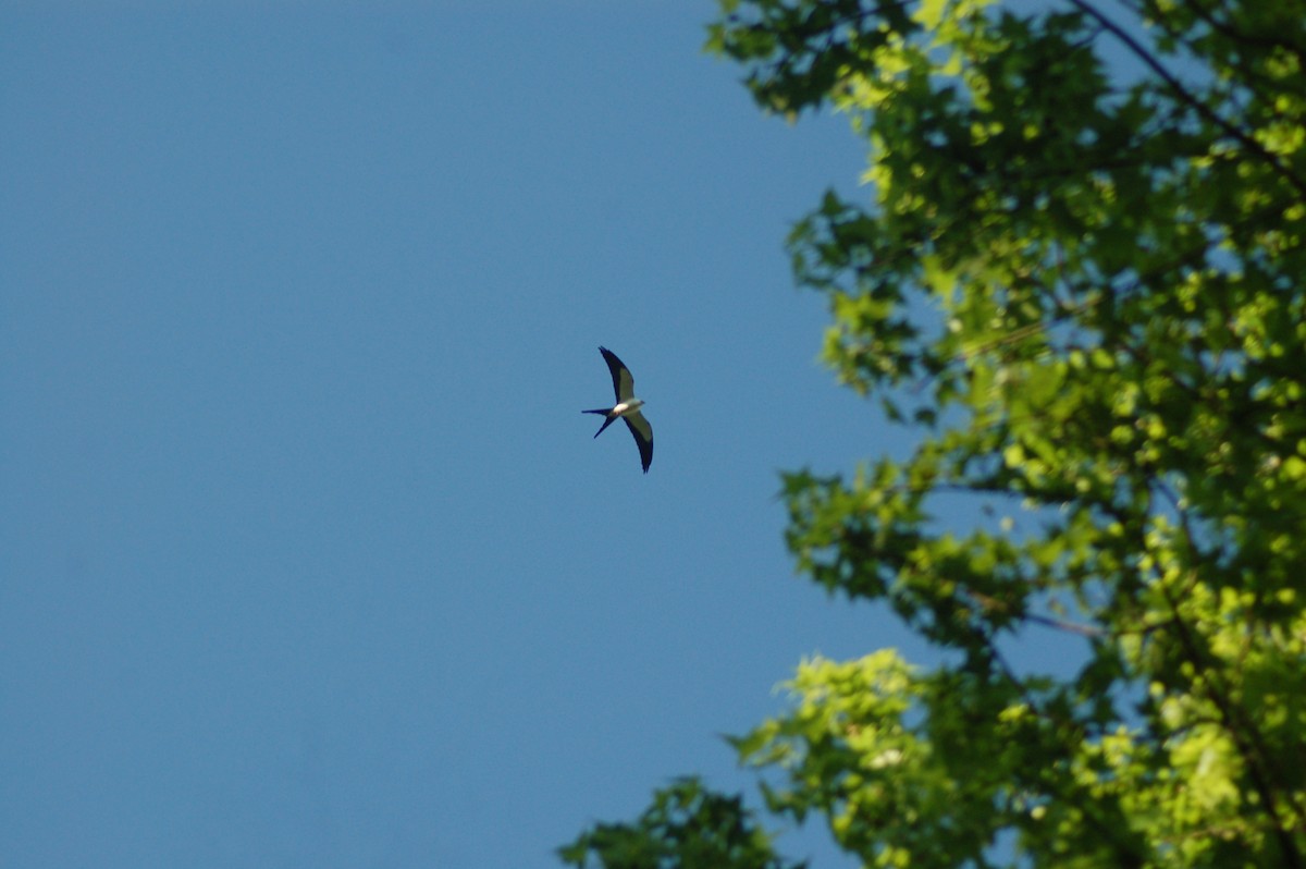 Swallow-tailed Kite - ML244021151