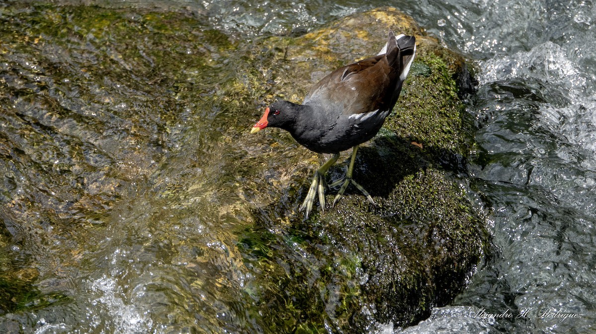 Gallinule poule-d'eau - ML244021271