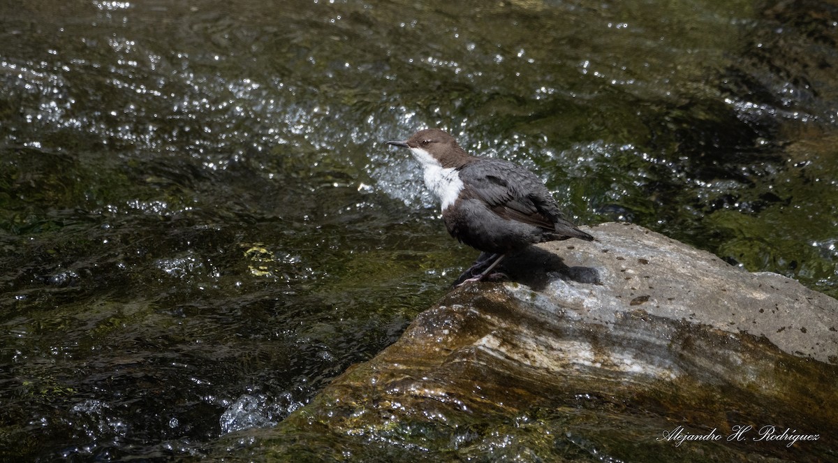 White-throated Dipper - ML244021481