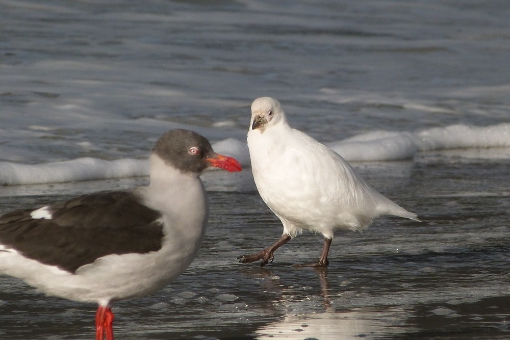 Snowy Sheathbill - David Carter