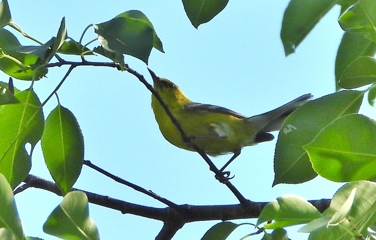 Blue-winged Warbler - ML244024431