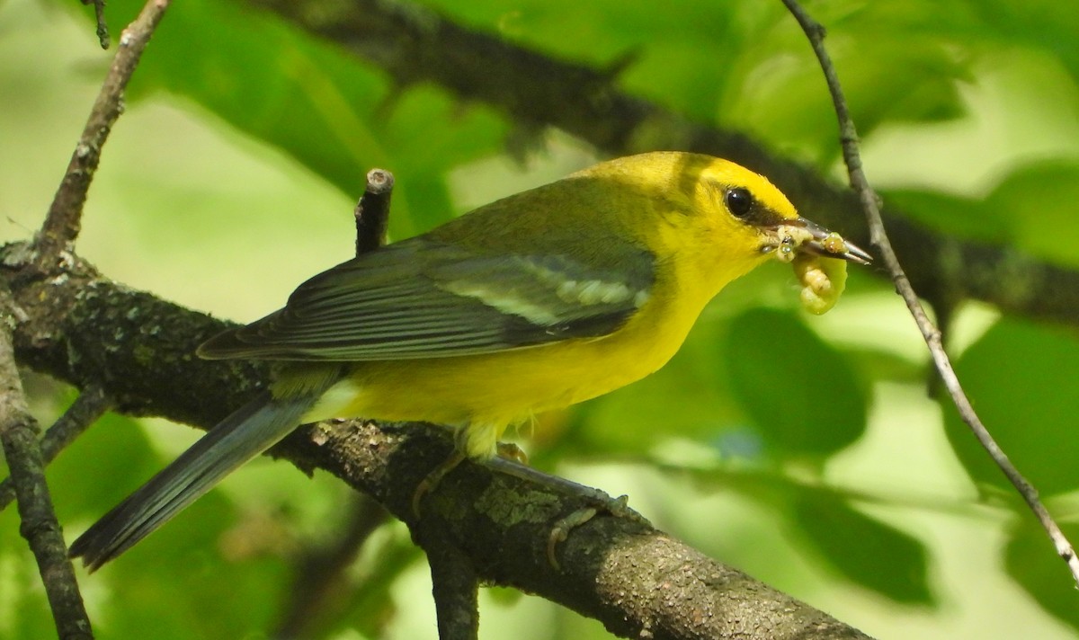Blue-winged Warbler - ML244024461
