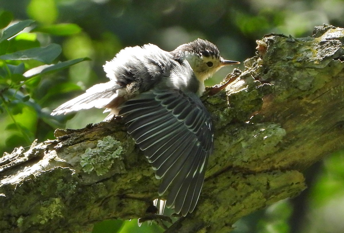White-breasted Nuthatch - ML244024651